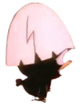 Calimero Passo 2